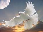 DoveFlying